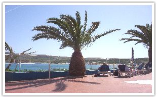 Mellieha Bay Hotel Palm Tree